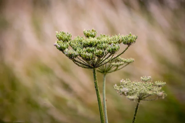 Elderflower di mekar . — Stok Foto