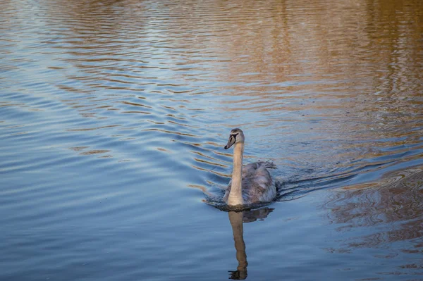 Cisne Cygnet nadando fortemente através do lago . — Fotografia de Stock