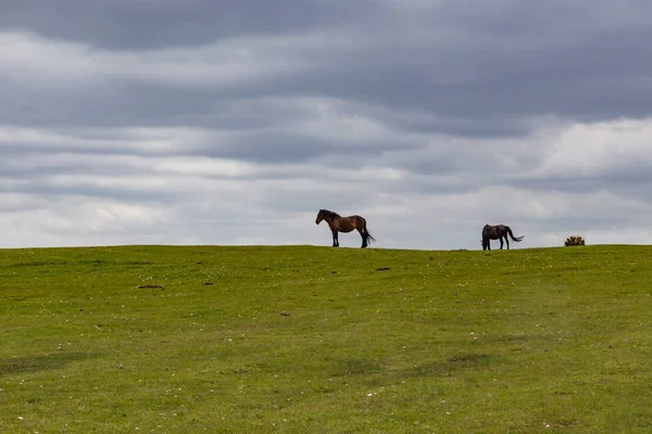 İki at üstünde belgili tanımlık tepe tepe yeni ormanda
