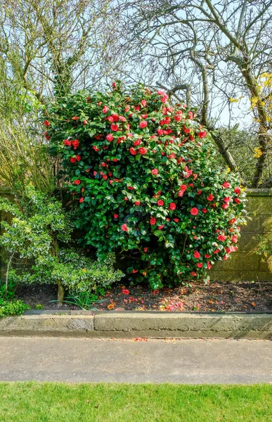 Camelia bush, portre çiçek yatakta vurdu.