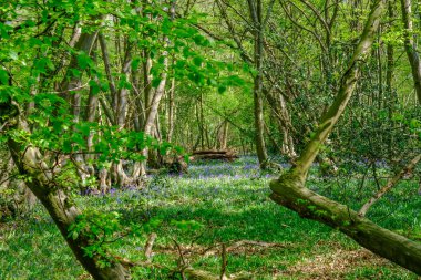 Bahar ormanda bluebells görünümünü