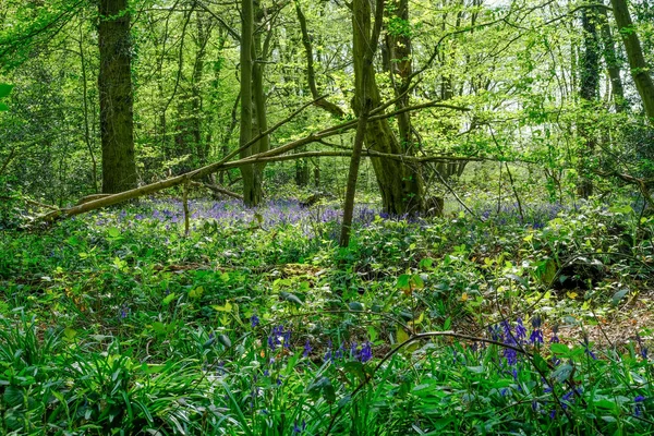 Blauglocken im essex-Wald im Frühling — Stockfoto