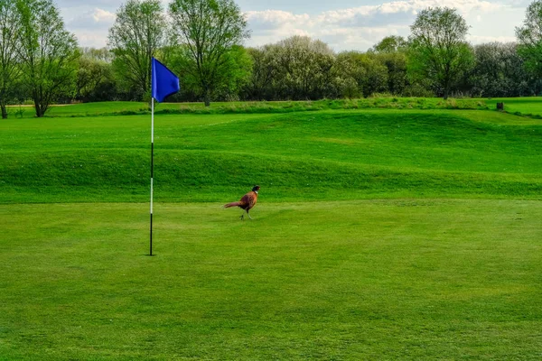 Fasan fågel strosa på golfbanan grön — Stockfoto