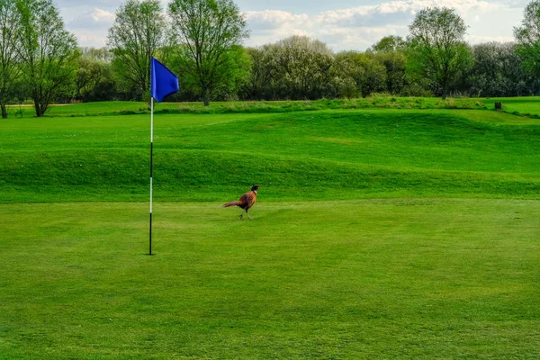 Sülün kuş Golf Sahası yeşil gezinme