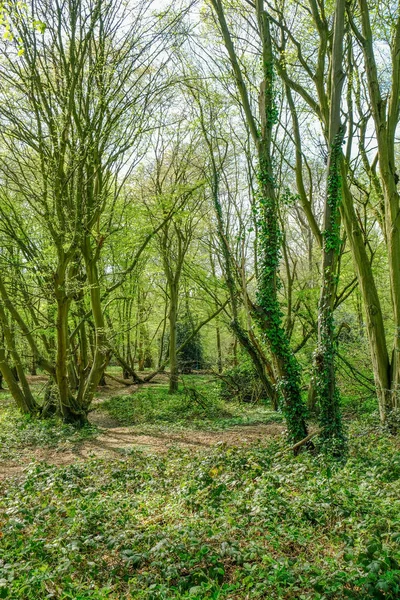 Portraitaufnahme von Wald in essex Landschaft. — Stockfoto