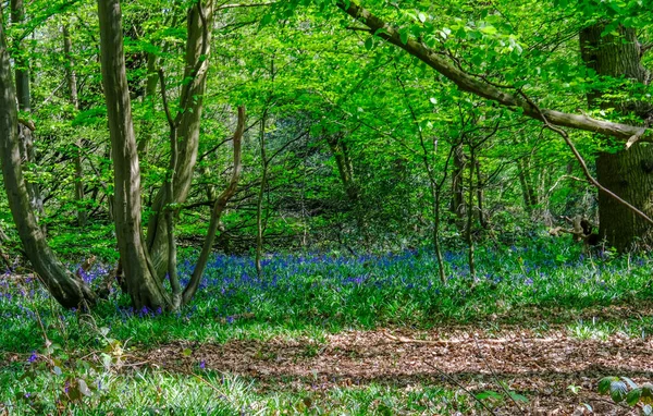 봄 날 숲에 bluebells — 스톡 사진
