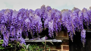 Wisteria tam Bloom aşağı asılı 