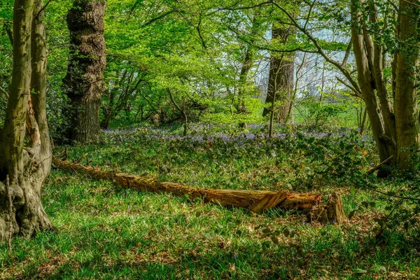 Umgestürzter Baum im Blauglockenwald — Stockfoto