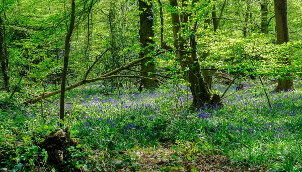 Lente Bluebells bloei in het bos — Stockfoto