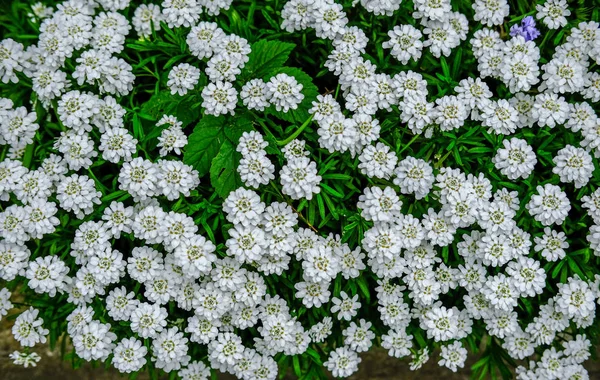 White candytuft display of flowers — Stock Photo, Image