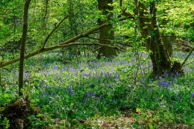 Bluebells bahar ormanda