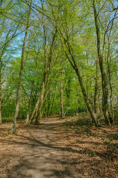 Bijhouden in de bossen van het platteland van Essex in het voorjaar. — Stockfoto