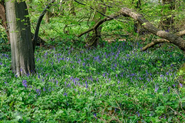 Bluebells in het bos in het voorjaar — Stockfoto