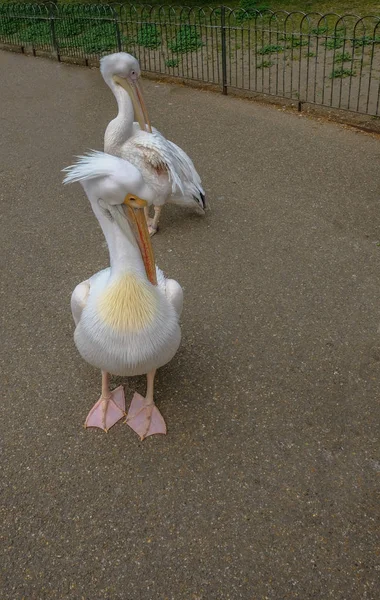 Two pelicans preening themselves on a pathway. — Stock Photo, Image