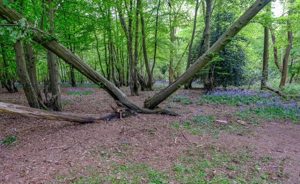 Dois troncos em forma de v em uma clareira em bosques de sino azul — Fotografia de Stock