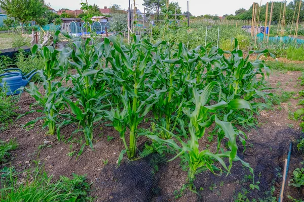 Crop of corn growing in the allotments. — Stock Photo, Image