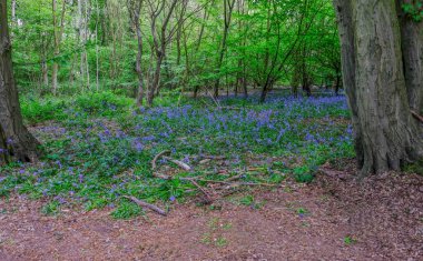 Ön planda bir temizlenmesi ile ormanda Bluebells.