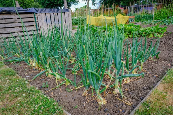 Allotment bed of large onions growing — Stock Photo, Image