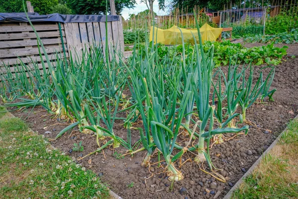 Kleingartenanlage mit großen Zwiebeln wächst — Stockfoto