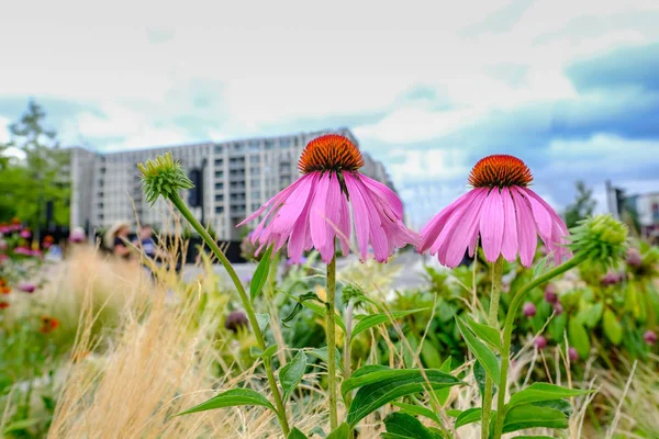 Arka plan daire ile bir çiçek yatakta iki coneflowers
