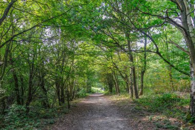 Essex, İngiltere'de astar ağaçları ile orman yolu. 