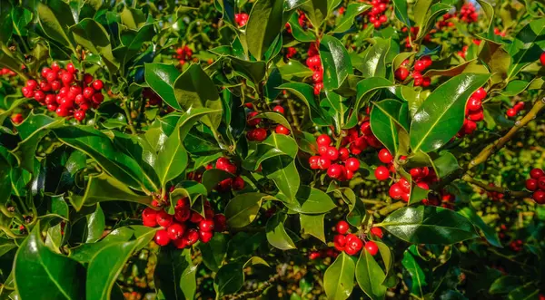 Holly ağaç ile lots-in kırmızı meyveler, iyi bir arka plan closeup,