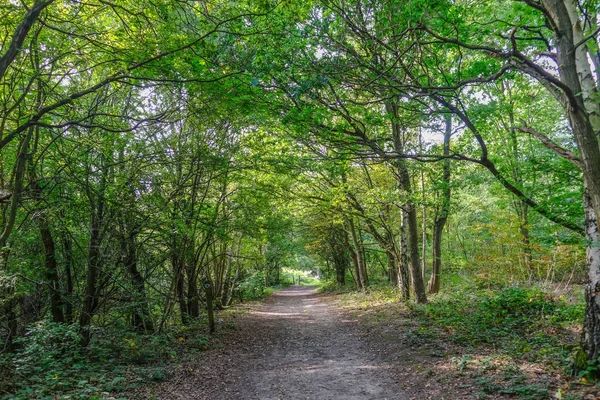 Waldweg mit Bäumen in essex, england. — Stockfoto