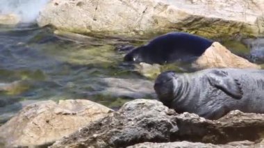 Dalga ve Baykal fok.