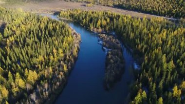 Altay Cumhuriyeti. Dağ manzarası. Hava video. Sibirya Tayga. Sibirya orman. Sonbaharda sedir. Altay Dağları. Orman dağların. Sarı ağaçlar. Dağlarda sonbahar. Manzara Sibirya. Rusya 7 dağlarında