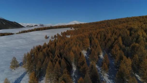 Repubblica Dell Altai Paesaggio Montano Video Dal Cielo Taiga Siberiana — Video Stock