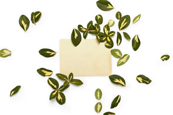 ビンテージ カードの周囲に配置ニシキギの黄緑色の葉 — ストック写真