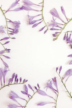 Beyaz arka plan üzerinde izole mor ANABİLGA çiçekli çerçeve. 