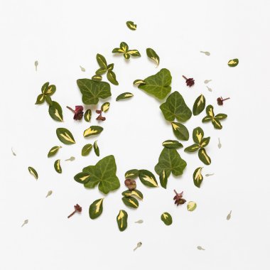 Çiçek doğa yuvarlak beyaz zemin üzerine çerçeve. Düz yatıyordu