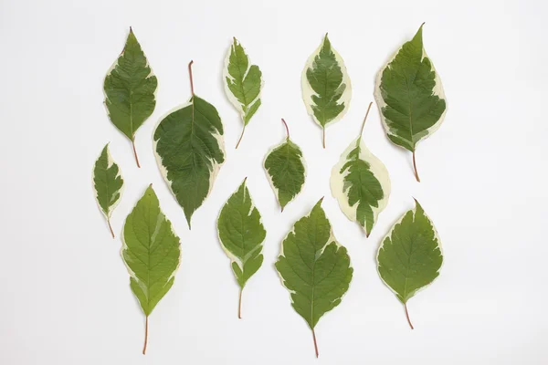 Творческая компоновка зеленых листьев на белом — стоковое фото