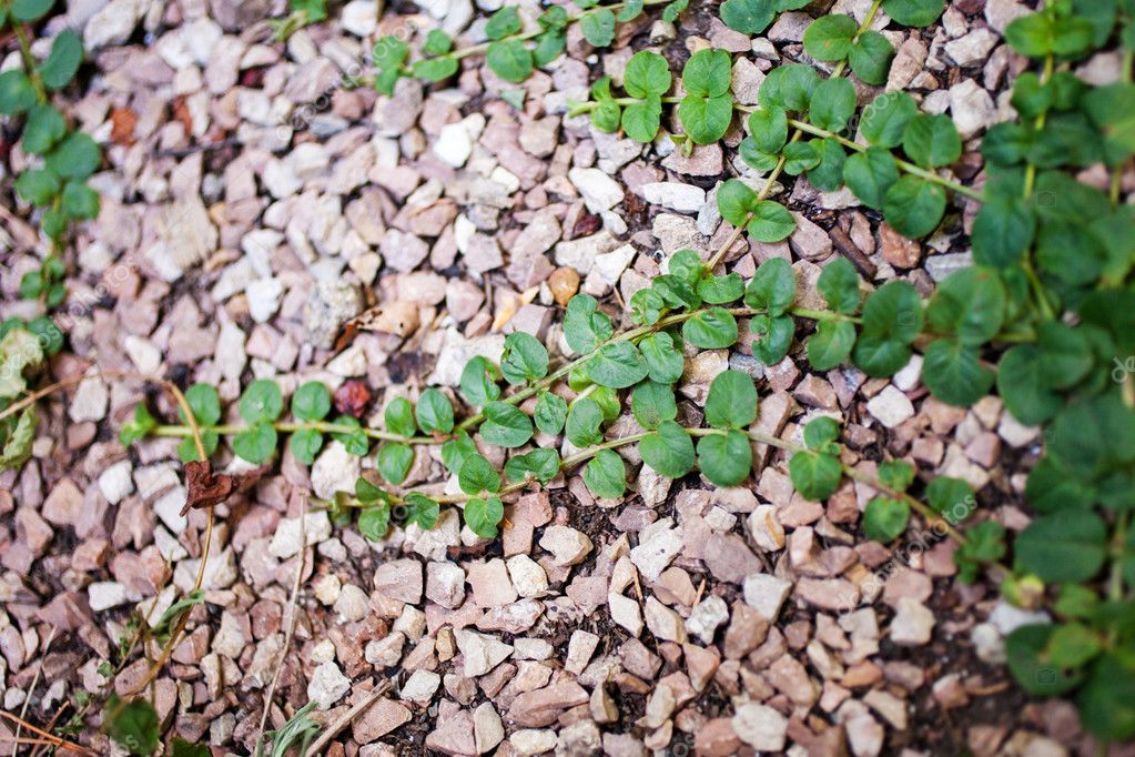 26 Golden Creeping Jenny Stock Photos Free Royalty Free Golden Creeping Jenny Images Depositphotos