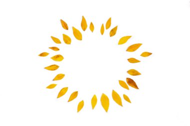 Beyaz arka plan üzerinde yuvarlak şeklinde düzenlenmiş sarı yapraklar. 