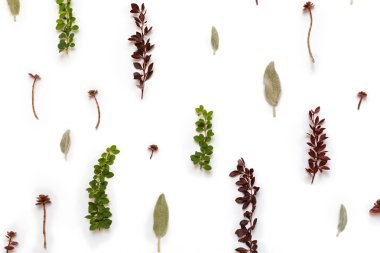 Berberis thunbergii, Stachys byzantina yaprakları ile desen 