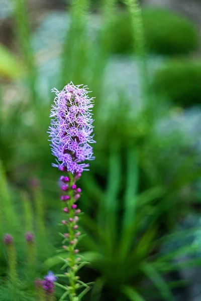 Stachelschwanzliatris (liatris spicata)) — Stockfoto