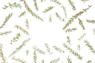 Çerçeve dalları, yaprakları ve beyaz izole yaprakları ile 