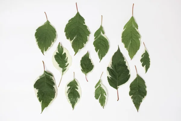 Kreatív elrendezése somfa zöld levelek, fehér — Stock Fotó