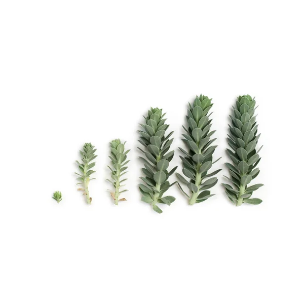 Desen üzerinde beyaz izole mavi etli bitki (spurge) 