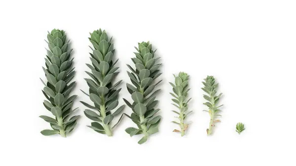 Patroon van blauwe succulenten (Wolfsmelkpijlstaart) geïsoleerd op wit — Stockfoto