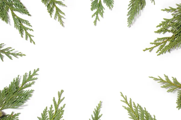 桧 (ヒノキ、針葉樹の木のフレーム) — ストック写真