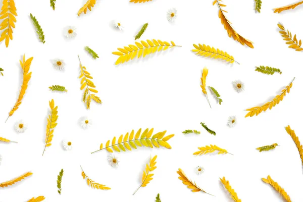 Kreatív elrendezése sárga őszi levelek, fehér háttér — Stock Fotó