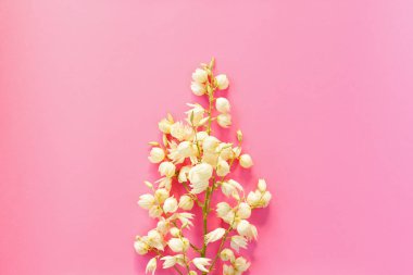 Çiçekli pembe bir arka plan üzerinde Yucca brunch