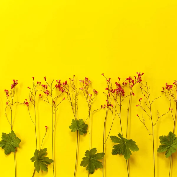 緑の葉と黄色の背景の小さな赤い花 — ストック写真