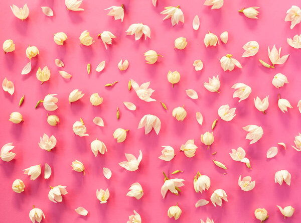 Creative arrangement of white flowers on bright pink background.