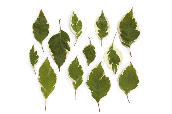 Kızılcık yeşil yaprak yaratıcı düzenleme (cornus alba) 