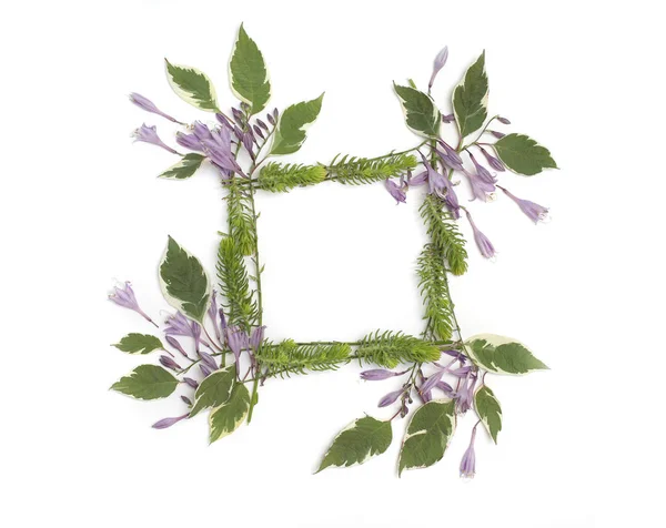 Цветочная рамка с фиолетовыми цветами hosta, зеленые листья — стоковое фото