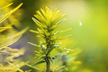 Doğal çiçek arka plan deseni ile yeşil bitki. 